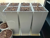 Lechuza hydrocultuurpot (9x) - afbeelding 3 van  5