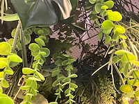 Led-ring met kunstplant - afbeelding 5 van  5