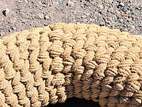 Leguaan - afbeelding 7 van  7