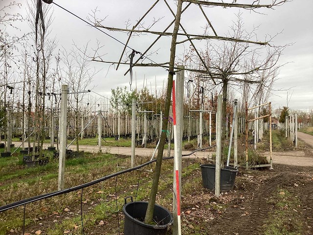 Lei linde - leiboom - afbeelding 1 van  3