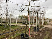 Lei linde - leiboom - afbeelding 1 van  3