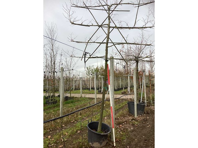 Lei linde - leiboom - afbeelding 2 van  3