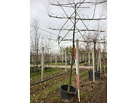 Lei linde - leiboom - afbeelding 2 van  3