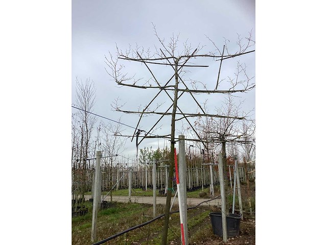 Lei linde - leiboom - afbeelding 3 van  3