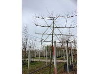 Lei linde - leiboom - afbeelding 3 van  3