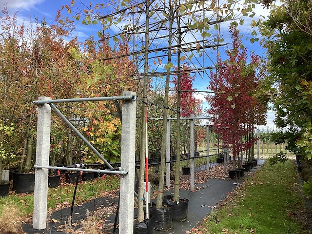 Lei linde - vormboom (3x) - afbeelding 1 van  3