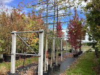 Lei linde - vormboom (3x) - afbeelding 1 van  3