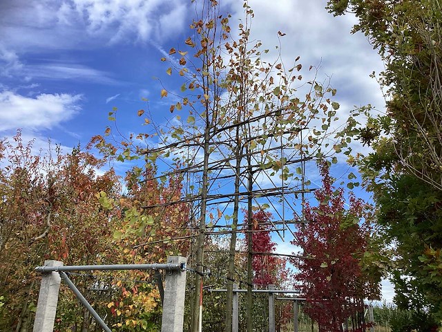 Lei linde - vormboom (3x) - afbeelding 2 van  3