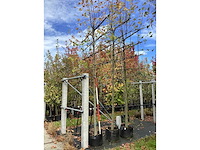 Lei linde - vormboom (3x) - afbeelding 3 van  3