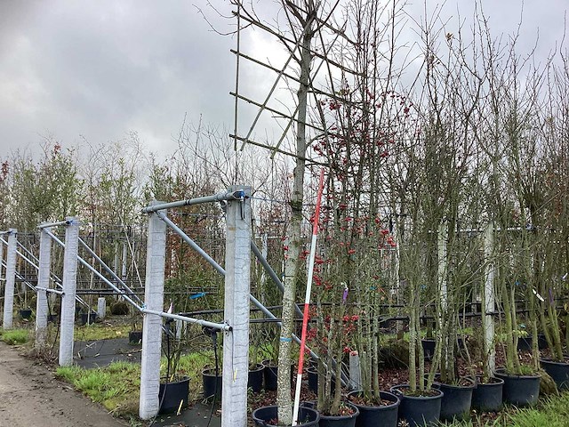 Leilinde - leibomen - afbeelding 1 van  3