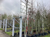 Leilinde - leibomen - afbeelding 1 van  3