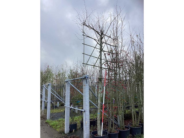 Leilinde - leibomen - afbeelding 2 van  3