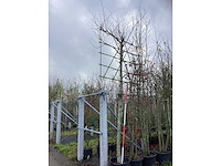 Leilinde - leibomen - afbeelding 2 van  3