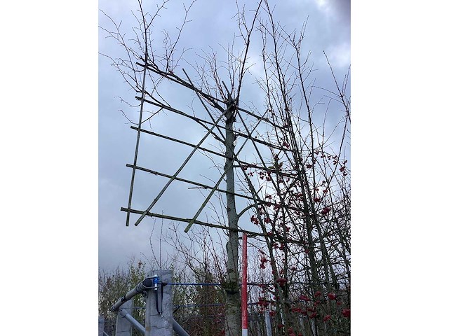 Leilinde - leibomen - afbeelding 3 van  3