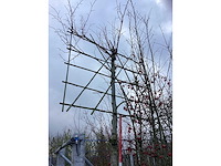 Leilinde - leibomen - afbeelding 3 van  3