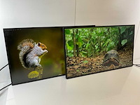 Lenovo (p27h-20) 27”, 2560x1440 (qhd) ips monitors (2x) - afbeelding 2 van  7