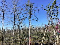 Liguster - leiboom - afbeelding 1 van  2