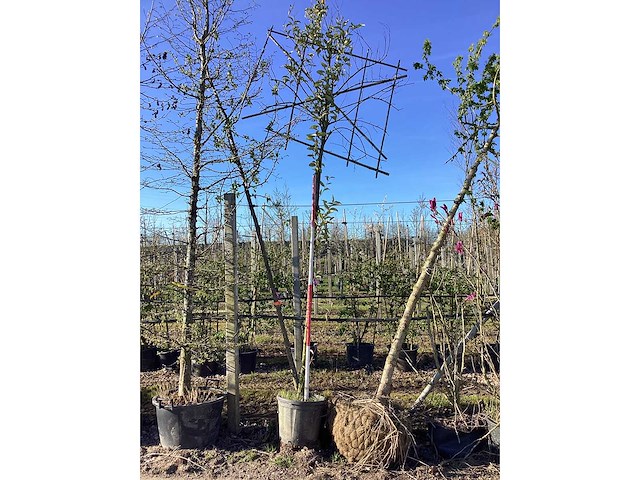 Liguster - leiboom - afbeelding 2 van  2