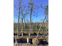 Liguster - leiboom - afbeelding 2 van  2