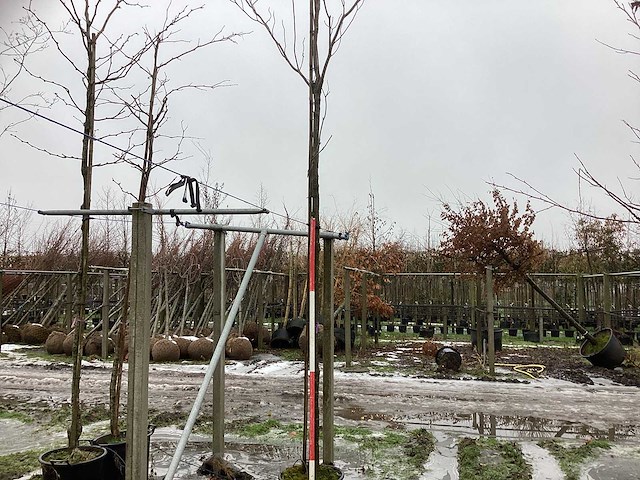 Lijsterbes - laanboom - afbeelding 1 van  3