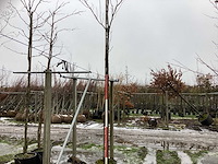 Lijsterbes - laanboom - afbeelding 1 van  3