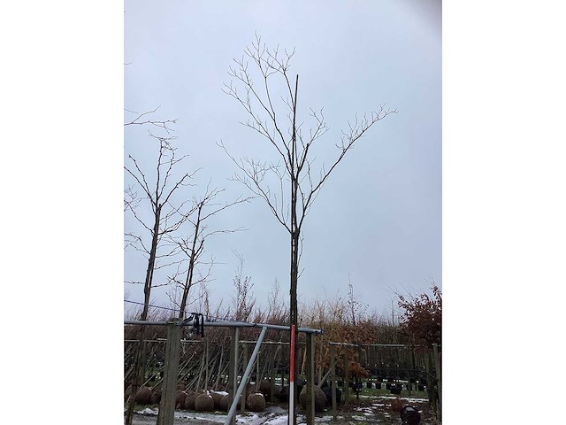 Lijsterbes - laanboom - afbeelding 2 van  3