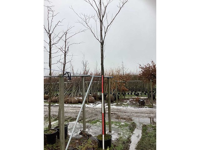 Lijsterbes - laanboom - afbeelding 3 van  3