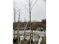 Lijsterbes - laanboom - afbeelding 3 van  3