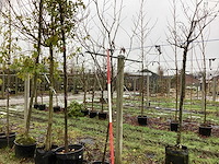 Lijsterbes - laanboom - afbeelding 1 van  3