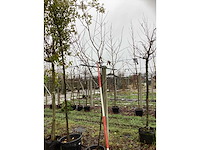 Lijsterbes - laanboom - afbeelding 2 van  3