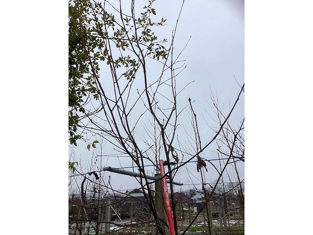 Lijsterbes - laanboom - afbeelding 3 van  3