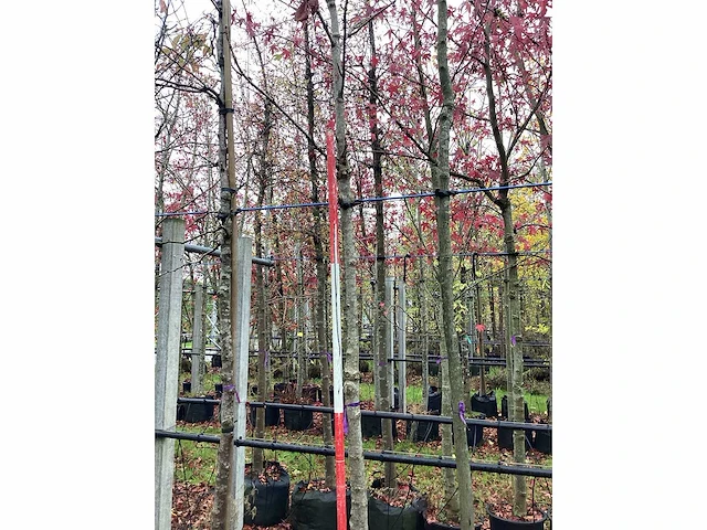Lijsterbes - laanboom - afbeelding 1 van  1