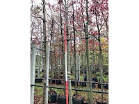 Lijsterbes - laanboom