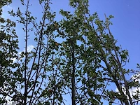 Lijsterbes - laanboom