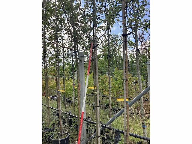 Lijsterbes - laanboom - afbeelding 1 van  2