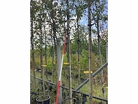 Lijsterbes - laanboom - afbeelding 1 van  2