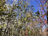 Lijsterbes - meerstammige boom