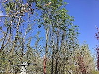 Lijsterbes - ornamental tree - afbeelding 1 van  2