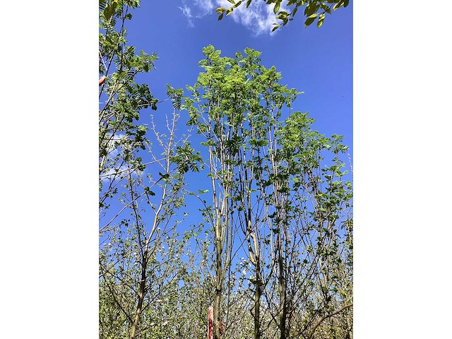 Lijsterbes - park tree - afbeelding 2 van  2