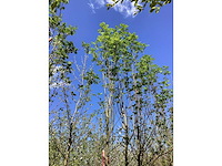 Lijsterbes - park tree - afbeelding 2 van  2