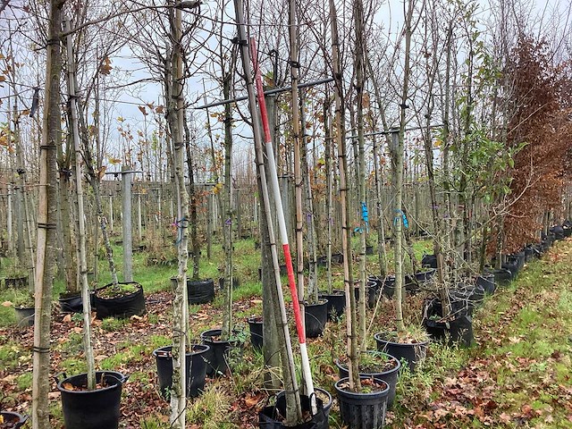 Lijsterbes - parkbomen - afbeelding 1 van  3