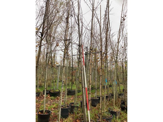 Lijsterbes - parkbomen - afbeelding 2 van  3