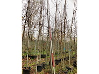 Lijsterbes - parkbomen - afbeelding 2 van  3