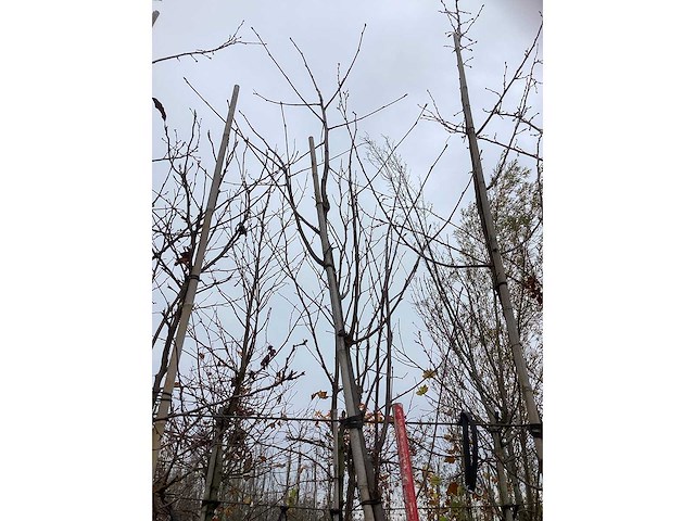 Lijsterbes - parkbomen - afbeelding 3 van  3