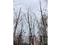 Lijsterbes - parkbomen - afbeelding 3 van  3