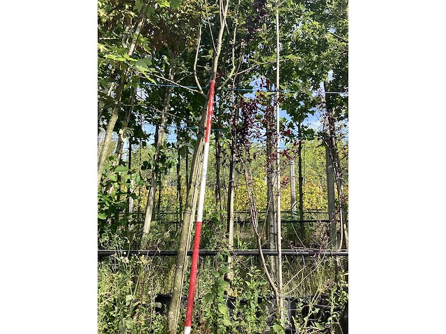 Lijsterbes - parkboom - afbeelding 2 van  3
