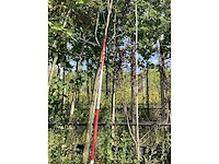 Lijsterbes - parkboom - afbeelding 3 van  3