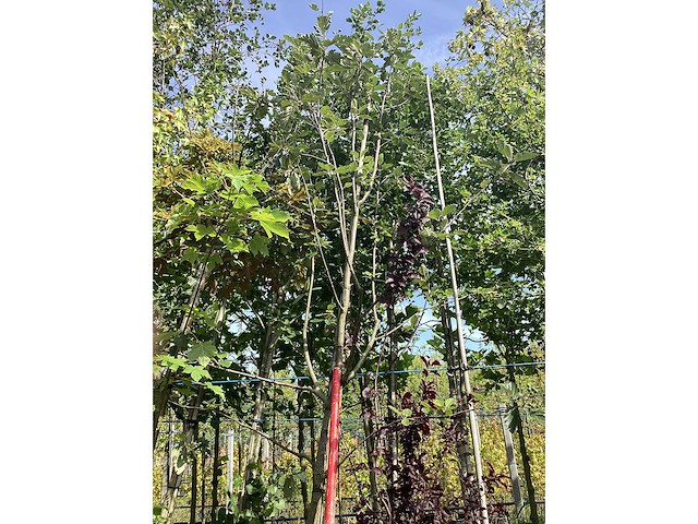 Lijsterbes - parkboom - afbeelding 2 van  3