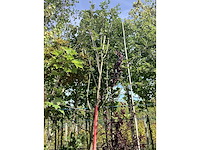 Lijsterbes - parkboom - afbeelding 2 van  3