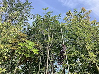 Lijsterbes - parkboom - afbeelding 1 van  2